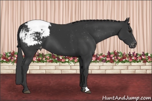 Horse Color:Black Appaloosa