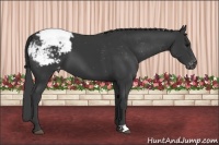 Horse Color:Black Appaloosa