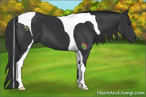 Horse Color:Black Tobiano 