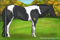 Horse Color:Black Tobiano