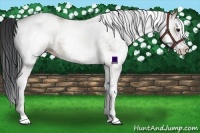 Horse Color:White Spotted Brown Dun 