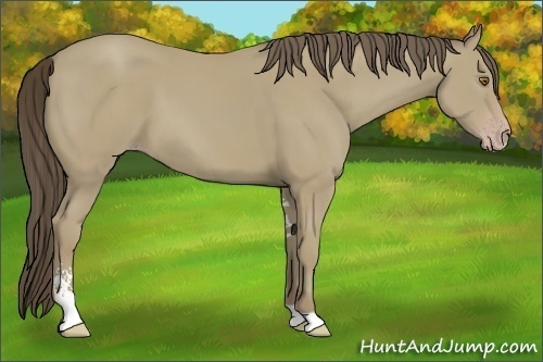 Horse Color:Classic Cream Champagne Sabino