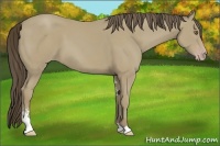 Horse Color:Classic Cream Champagne Sabino