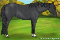 Horse Color:Blue Roan