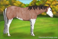Horse Color:Bay Roan Splash