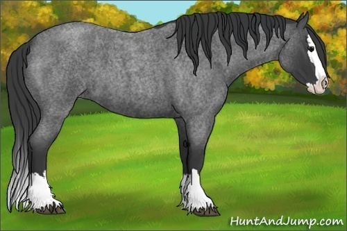 Horse Color:Blue Roan Splash