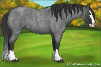 Horse Color:Blue Roan Splash
