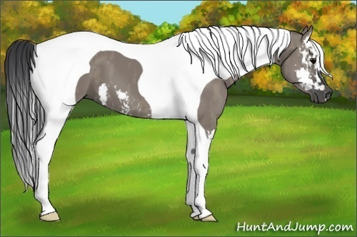 Horse Color:Grullo Splash Tobiano  Brindle