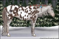 Horse Color:Liver Chestnut Near Leopard 