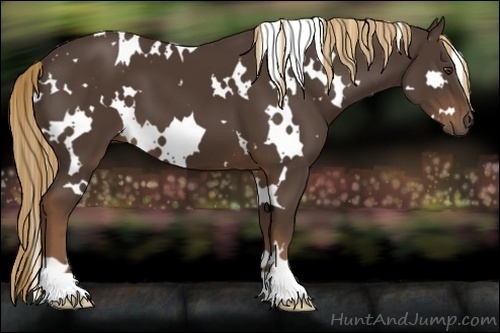 Horse Color:White Spotted Liver Chestnut 