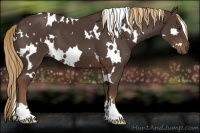 Horse Color:White Spotted Liver Chestnut 
