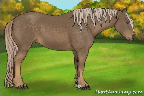 Horse Color:Chocolate Palomino 