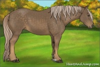 Horse Color:Chocolate Palomino 