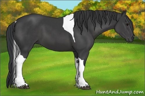 Horse Color:Black Sabino Tobiano 