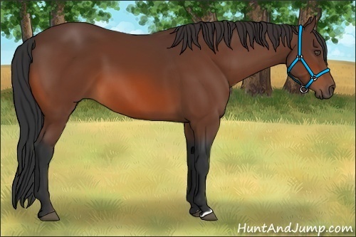 Horse Color:Unknown 