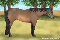 Horse Color:Buckskin 