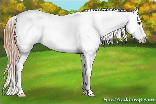 Horse Color:Buckskin Pearl Appaloosa 