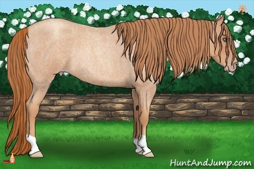 Horse Color:Gold Champagne Roan Rabicano 