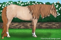 Horse Color:Gold Champagne Roan Rabicano 