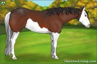 Horse Color:Bay Splash 
