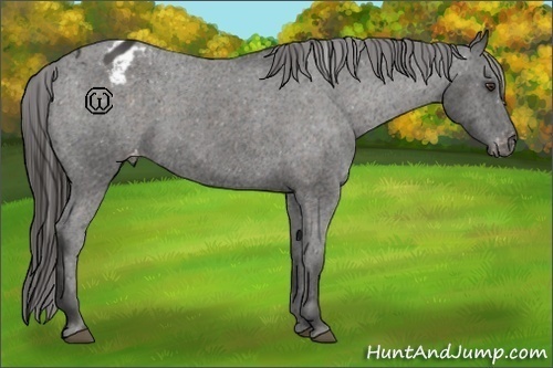 Horse Color:Liver Chestnut Varnish
