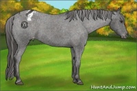 Horse Color:Liver Chestnut Appaloosa 