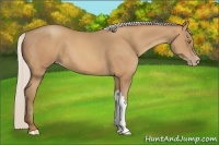 Horse Color:Silver Amber Champagne