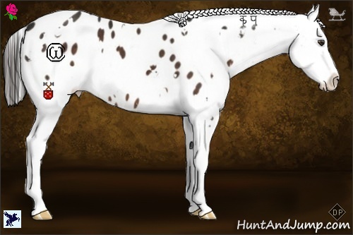 Horse Color:White Spotted Liver Chestnut Blanket 