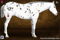 Horse Color:White Spotted Liver Chestnut Blanket