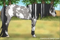 Horse Color:White Spotted Grullo Roan Splash Frame 