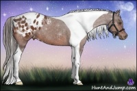 Horse Color:Bay Tobiano Appaloosa 