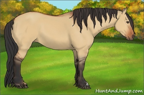 Horse Color:Unknown 