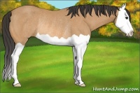 Horse Color:Buckskin Splash Rabicano