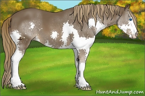 Horse Color:Liver Chestnut Splash 