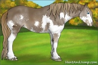 Horse Color:Liver Chestnut Splash 