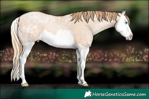 Horse Color:Gold Champagne Ice Pearl Splash 
