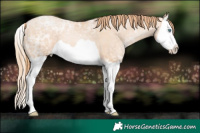 Horse Color:Gold Champagne Ice Pearl Splash