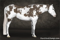 Horse Color:White Spotted Chocolate Palomino Splash