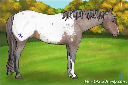 Horse Color:Bay Appaloosa 