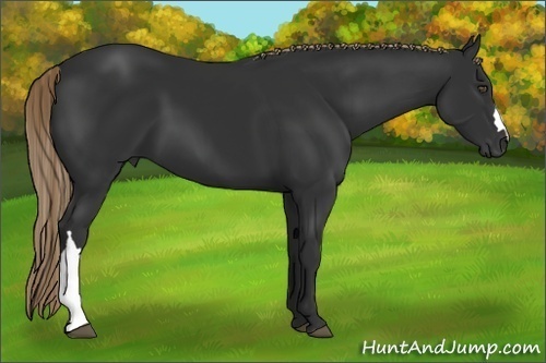 Horse Color:Liver Chestnut 