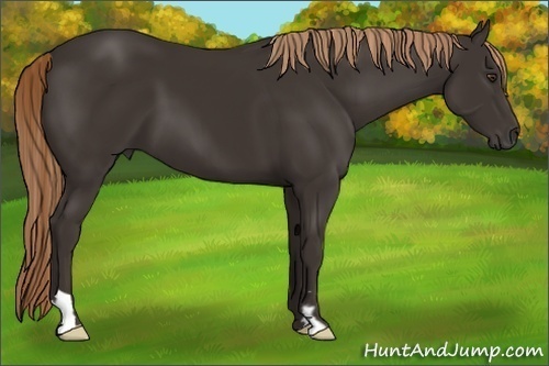 Horse Color:Liver Chestnut Frame 