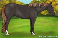 Horse Color:Liver Chestnut Frame