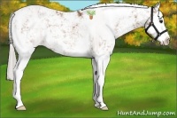 Horse Color:Silver Bay Sabino Splash 