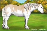 Horse Color:Silver Bay Roan Splash 