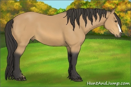 Horse Color:Buckskin 