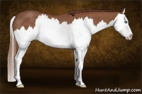 Horse Color:Chestnut Splash Rabicano 
