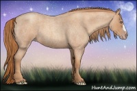 Horse Color:Gold Champagne Roan