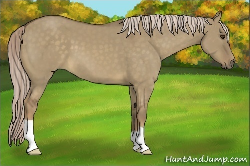 Horse Color:Chocolate Palomino Dun 