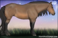 Horse Color:Buckskin 