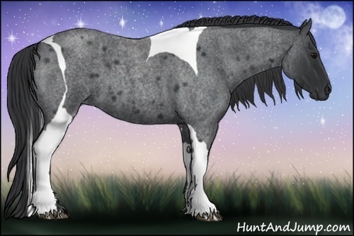 Horse Color:Blue Roan Tobiano